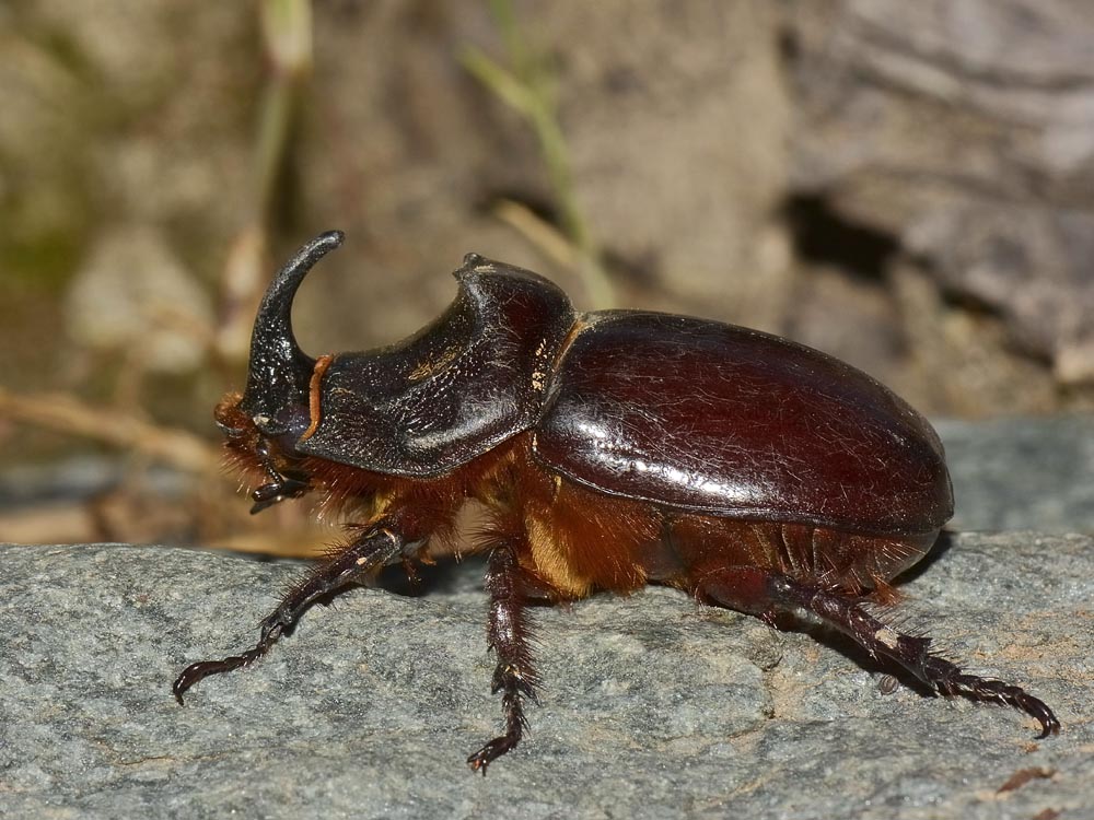 Oryctes nasicornis